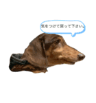 ミニチュアダックスりんのお仕事（個別スタンプ：3）