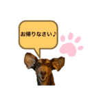 ミニチュアダックスりんのお仕事（個別スタンプ：4）