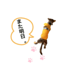 ミニチュアダックスりんのお仕事（個別スタンプ：5）