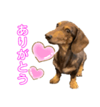 ミニチュアダックスりんのお仕事（個別スタンプ：8）