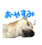 柴犬 じーざす スタンプ（個別スタンプ：3）