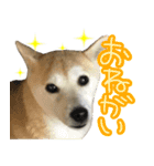 柴犬 じーざす スタンプ（個別スタンプ：4）