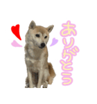 柴犬 じーざす スタンプ（個別スタンプ：7）