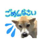 柴犬 じーざす スタンプ（個別スタンプ：8）