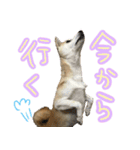 柴犬 じーざす スタンプ（個別スタンプ：9）
