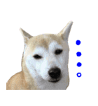 柴犬 じーざす スタンプ（個別スタンプ：11）