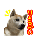 柴犬 じーざす スタンプ（個別スタンプ：12）