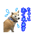 柴犬 じーざす スタンプ（個別スタンプ：13）