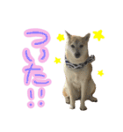 柴犬 じーざす スタンプ（個別スタンプ：14）