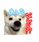 柴犬 じーざす スタンプ（個別スタンプ：15）