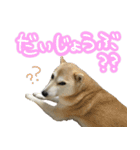 柴犬 じーざす スタンプ（個別スタンプ：16）