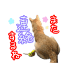 柴犬 じーざす スタンプ（個別スタンプ：17）