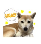 柴犬 じーざす スタンプ（個別スタンプ：18）