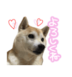 柴犬 じーざす スタンプ（個別スタンプ：19）