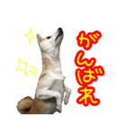 柴犬 じーざす スタンプ（個別スタンプ：20）