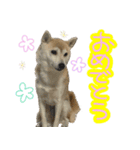 柴犬 じーざす スタンプ（個別スタンプ：21）