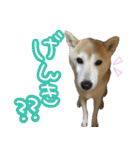 柴犬 じーざす スタンプ（個別スタンプ：22）