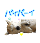 柴犬 じーざす スタンプ（個別スタンプ：23）