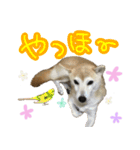 柴犬 じーざす スタンプ（個別スタンプ：24）