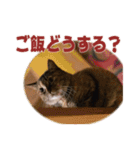 保護ねこ写真スタンプ4（個別スタンプ：24）