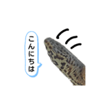 たけぞうはハロウィンマスク（個別スタンプ：16）