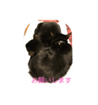 ねこくんだよ！（個別スタンプ：1）