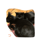 ねこくんだよ！（個別スタンプ：2）