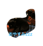 ねこくんだよ！（個別スタンプ：4）