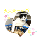 トラチワちゃん☆☆♡（個別スタンプ：1）