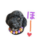 黒プーの豆太（個別スタンプ：3）