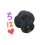 黒プーの豆太（個別スタンプ：8）