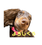 ららくんスタンプ（個別スタンプ：8）