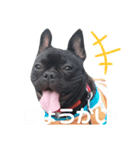 フレブルのすけくん（個別スタンプ：1）