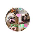 ブルドッグのぶるお＆ガジラ♡ラブラブ♡（個別スタンプ：2）