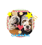 ブルドッグのぶるお＆ガジラ♡ラブラブ♡（個別スタンプ：7）