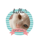 【にゃんず通信②】（個別スタンプ：3）