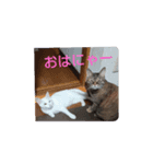 【にゃんず通信②】（個別スタンプ：7）