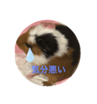 モルモットのゴマ3（個別スタンプ：3）