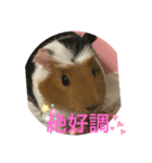 モルモットのゴマ3（個別スタンプ：4）
