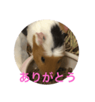 モルモットのゴマ3（個別スタンプ：6）