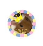 モルモットのゴマ3（個別スタンプ：16）