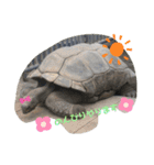nao's animal  stamp（個別スタンプ：1）