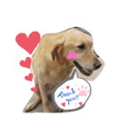 nao's animal  stamp（個別スタンプ：5）