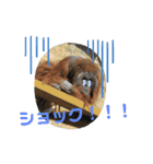 nao's animal  stamp（個別スタンプ：6）