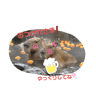 nao's animal  stamp（個別スタンプ：7）