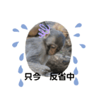 nao's animal  stamp（個別スタンプ：8）