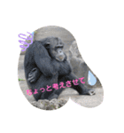 nao's animal  stamp（個別スタンプ：14）