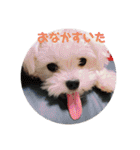 すくすくこむすけ②（個別スタンプ：3）