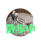 すくすくこむすけ②（個別スタンプ：4）