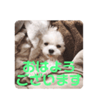 すくすくこむすけ②（個別スタンプ：10）